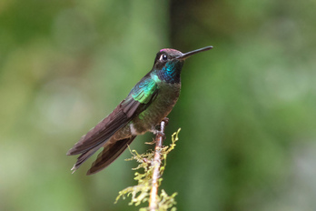 Talamanca kolibria.